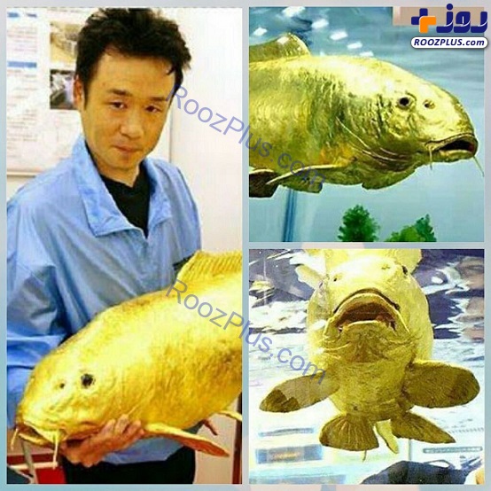 ماهی شگفت‌انگیز با بدنی از جنس طلای ۲۴ عیار+ تصاویر
