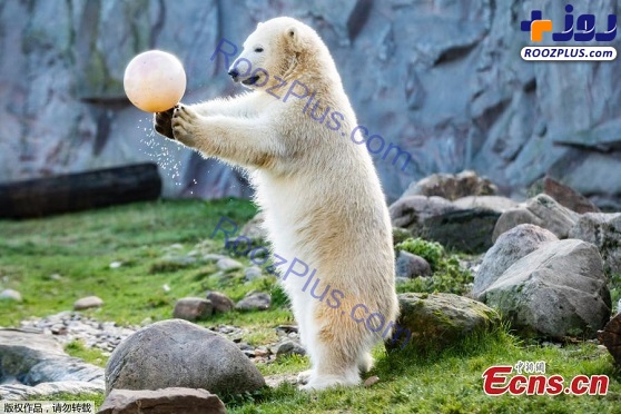 جشن تولد یک خرس قطبی در باغ وحش+عکس