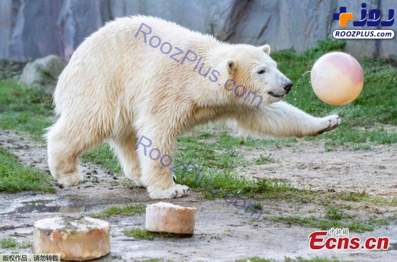 جشن تولد یک خرس قطبی در باغ وحش+عکس