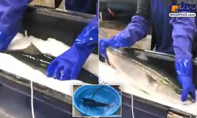 عکس/ زنده شدن ماهی یخ زده در آب گرم!