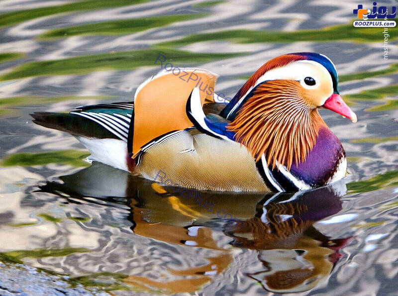 زیباترین اردک جهان/عکس
