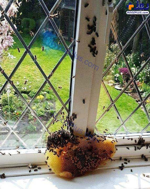 خانه‌ای که حدود 22000 کلونی زنبور عسل دارد! +عکس