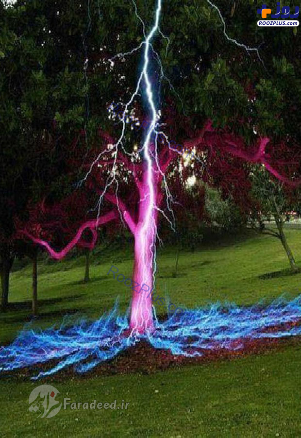 تصویری واقعی از برخورد صاعقه با درخت! +عکس
