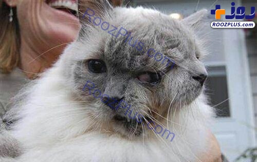 پیرترین گربه دوسر جهان و ثبت شده در گینس +عکس