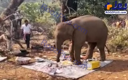 پیک نیکی که توسط یک فیل به هم خورد! +عکس