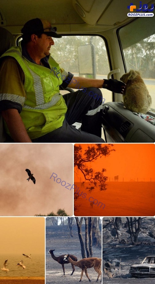 عکس/ کشته شدن بیش از نیم میلیارد حیوان در آتش سوزی استرالیا