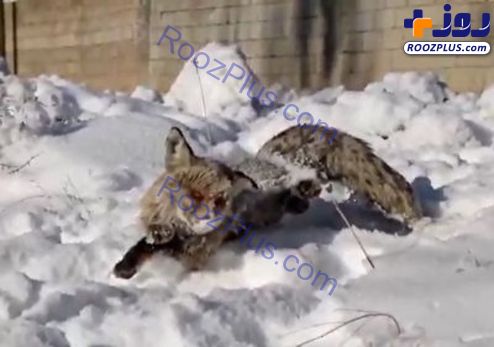 انجماد یک روباه در ترکیه به دلیل سرمای سیبری! +عکس