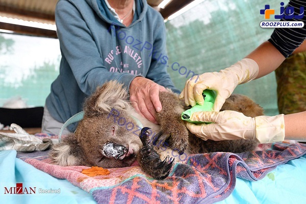 حیوانات جنگل‌های استرالیا اسیر آتش +عکس