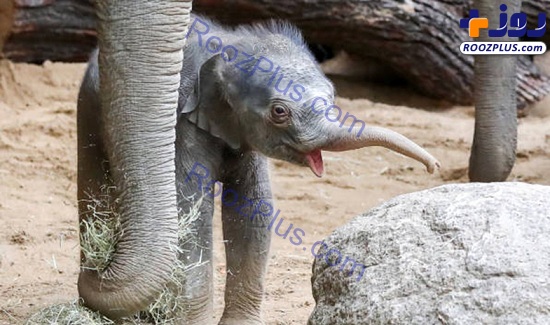 بچه فیل تازه متولد شده در باغ وحش+عکس