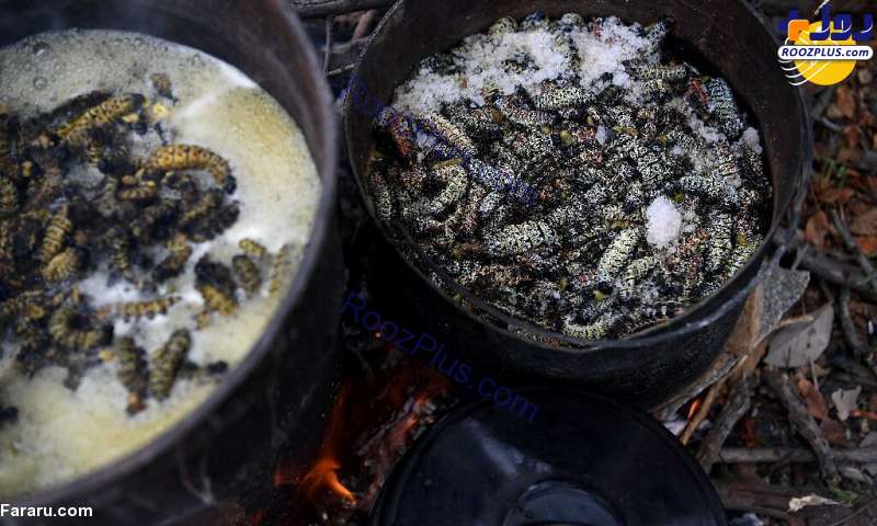 کرم‌های موپان؛ غذای ارزشمند مردم بوتسوانا +عکس