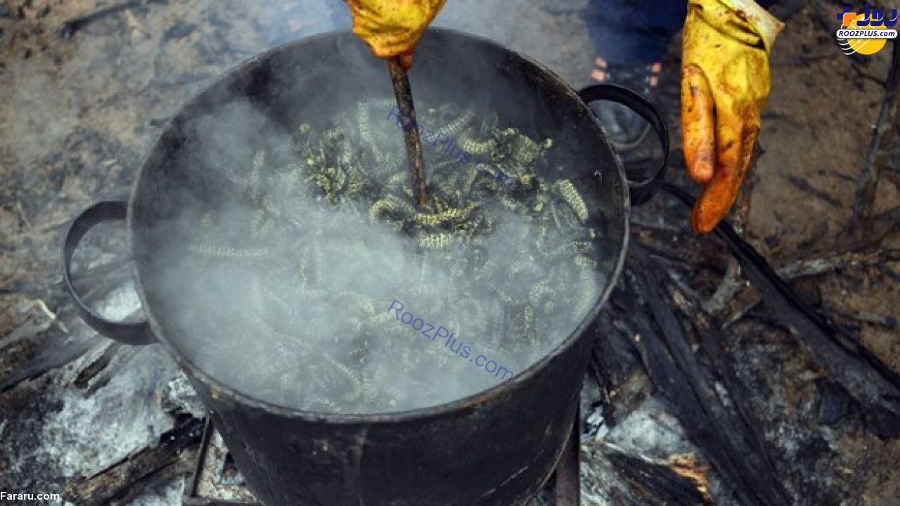 کرم‌های موپان؛ غذای ارزشمند مردم بوتسوانا +عکس
