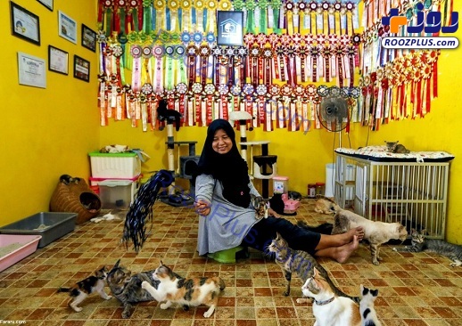 زندگی یک زن و شوهر با ۲۵۰ گربه!+عکس