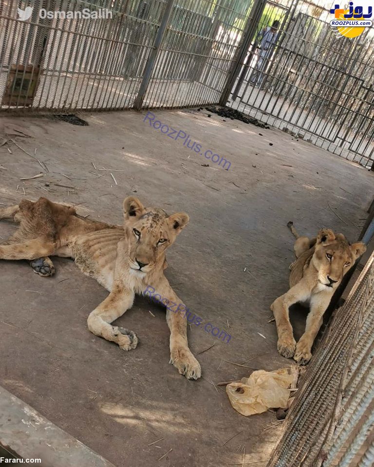 عکس/تصاویر هولناک از مرگ تدریجی شیرها از گرسنگی در باغ وحش!