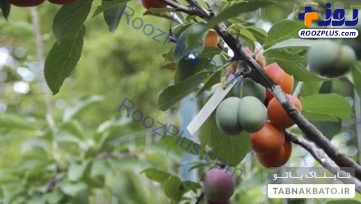 درختی که چهل نوع میوه تولید می‌کند! +تصاویر