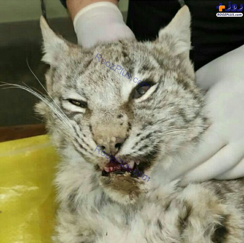 عکس/ تلف شدن یک گونه نادر گربه‌سانان در البرز