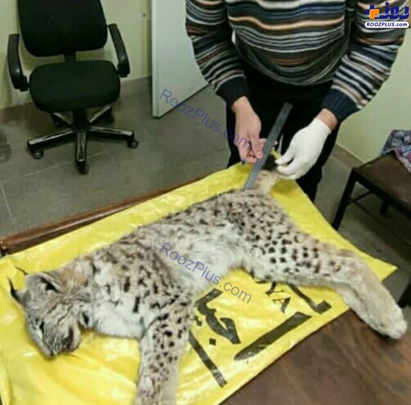 عکس/ تلف شدن یک گونه نادر گربه‌سانان در البرز