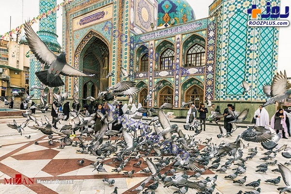 کبوتران حرم امامزاده صالح (ع) +عکس