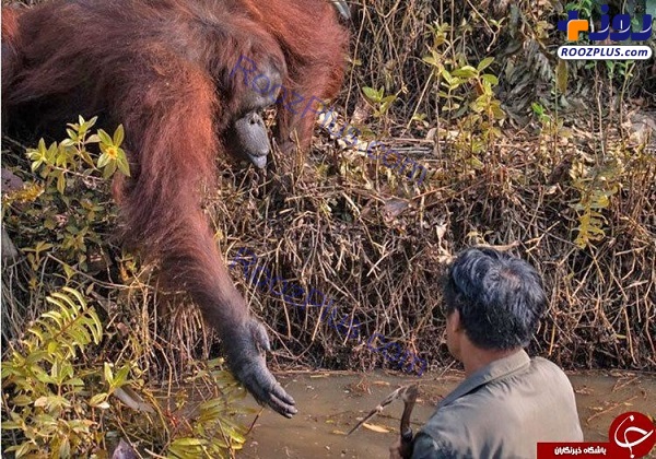 صحنه باورنکردنی کمک یک اورانگوتان به محیط بان! + تصاویر