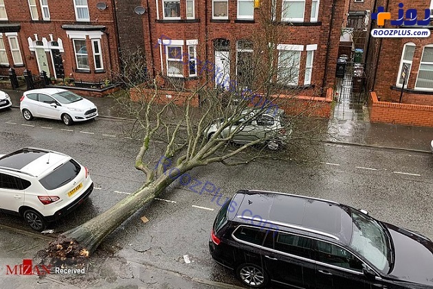 عکس/ کنده شدن درختان در طوفان انگلیس