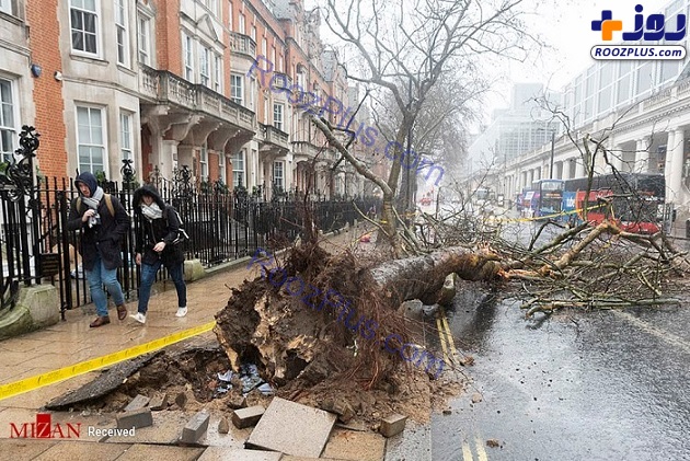 عکس/ کنده شدن درختان در طوفان انگلیس