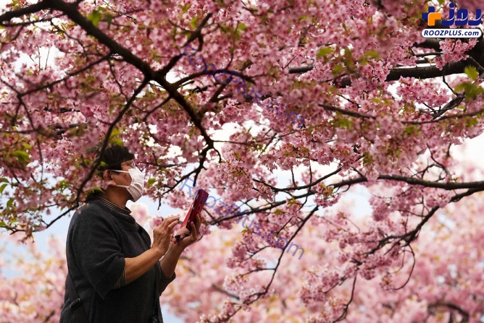 عکس/ شکوفا شدن درختان گیلاس در ژاپن