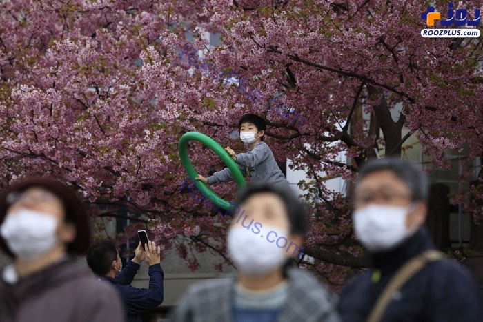عکس/ شکوفا شدن درختان گیلاس در ژاپن