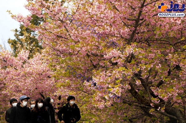 شکوفه های صورتی درختان گیلاس +عكس