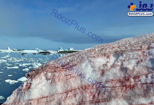 قرمزشدن عجیب برف در قطب جنوب! +عکس