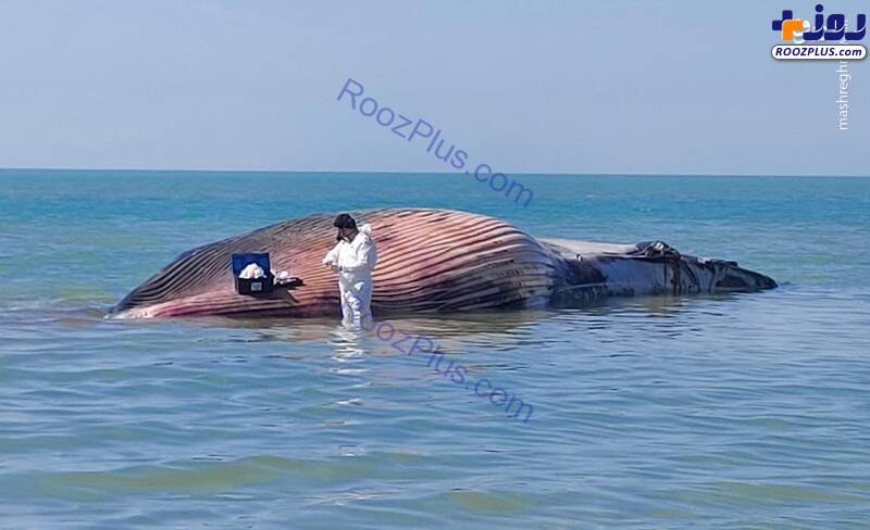 نمونه‌برداری از لاشه نهنگ غول‌پیکر در بوشهر +عکس