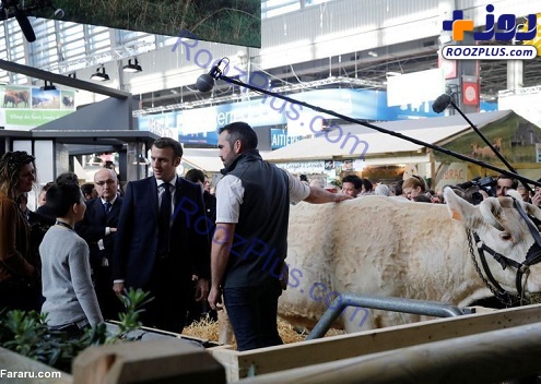 امانوئل مکرون در کنار گاوها+عکس
