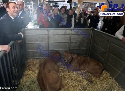 امانوئل مکرون در کنار گاوها+عکس