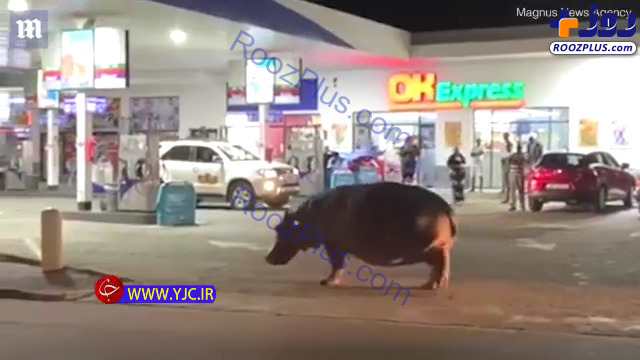 حضور اسب آبی در پمپ بنزین مشتریان را متعجب کرد! +عکس
