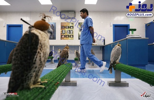 بیمارستان شاهین ها در ابوظبی! +عکس