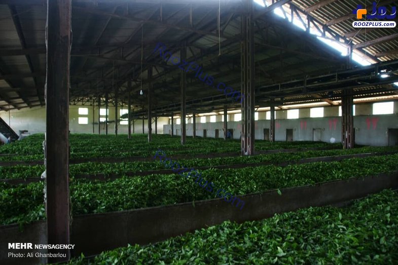 برداشت چای بهاره از مزارع لاهیجان + تصاویر