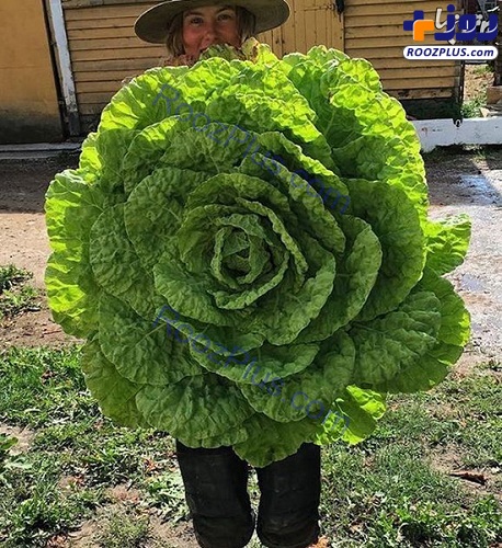 باور نمی‌کنید این سبزیجات غول پیکر، واقعی باشند! +عکس