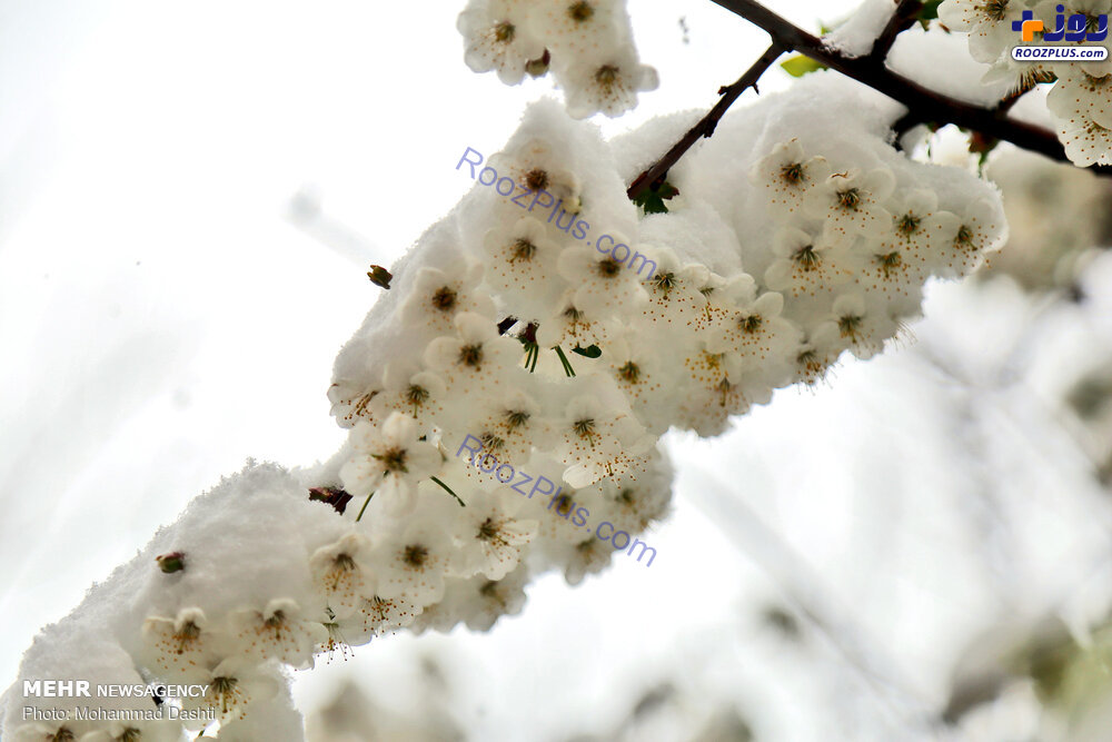 تصاویری زیبا از دامن برفی شکوفه های بهاری