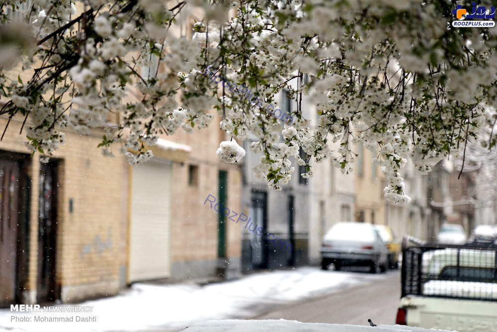 تصاویری زیبا از دامن برفی شکوفه های بهاری