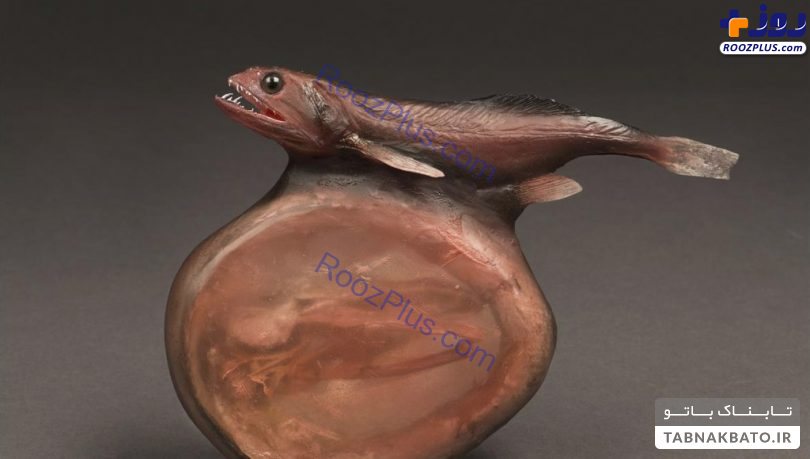 ماهی عجیبی که طعمه‌های چندبرابر خود را می‌بلعد! +عکس