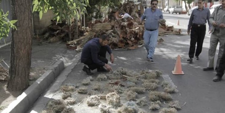 دعوای شهرداری و محیط زیست بر سر تخریب لانه پرندگان!