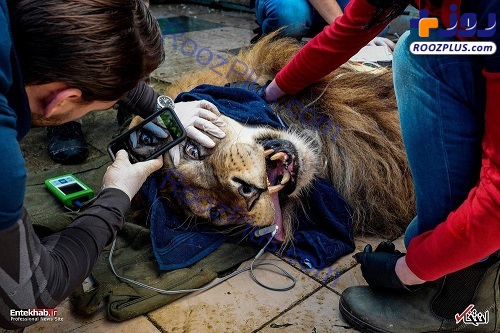 بررسی وضعیت جسمانی شیر در یک باغ وحش +عکس
