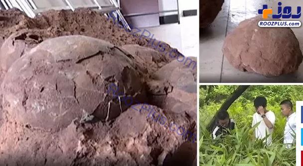 عکس/کشف تخم دایناسور در چین