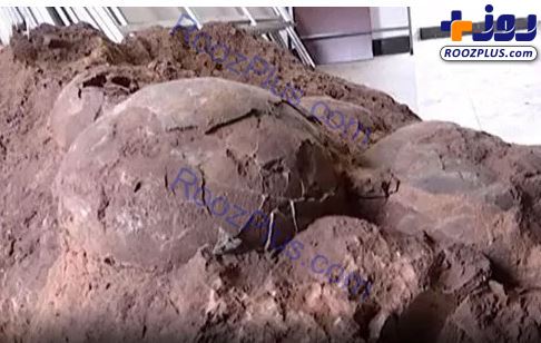 عکس/کشف تخم دایناسور در چین
