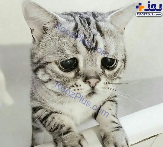 غمگین ترین گربه دنیا!+عکس