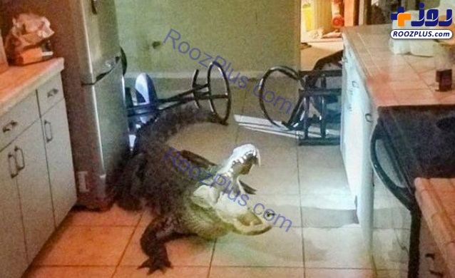 هجوم تمساح به داخل خانه ای در آمریکا +عکس