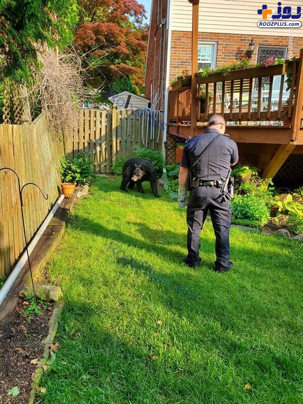 آب تنی یک خرس در حیاط خانه یک شهروند آمریکایی!+عکس