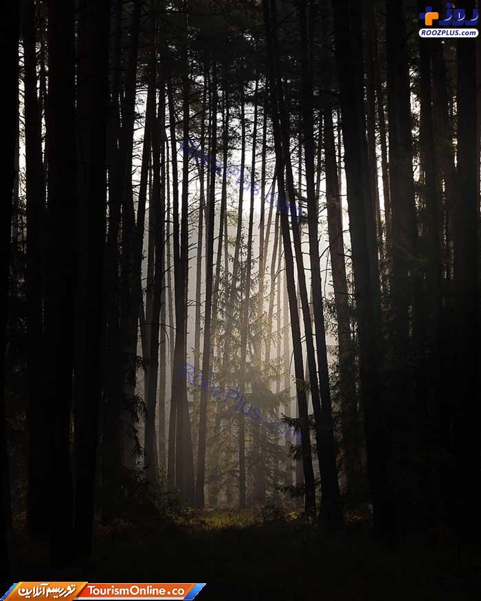 نیمه تاریک طبیعت در جنگل های لهستان +عکس