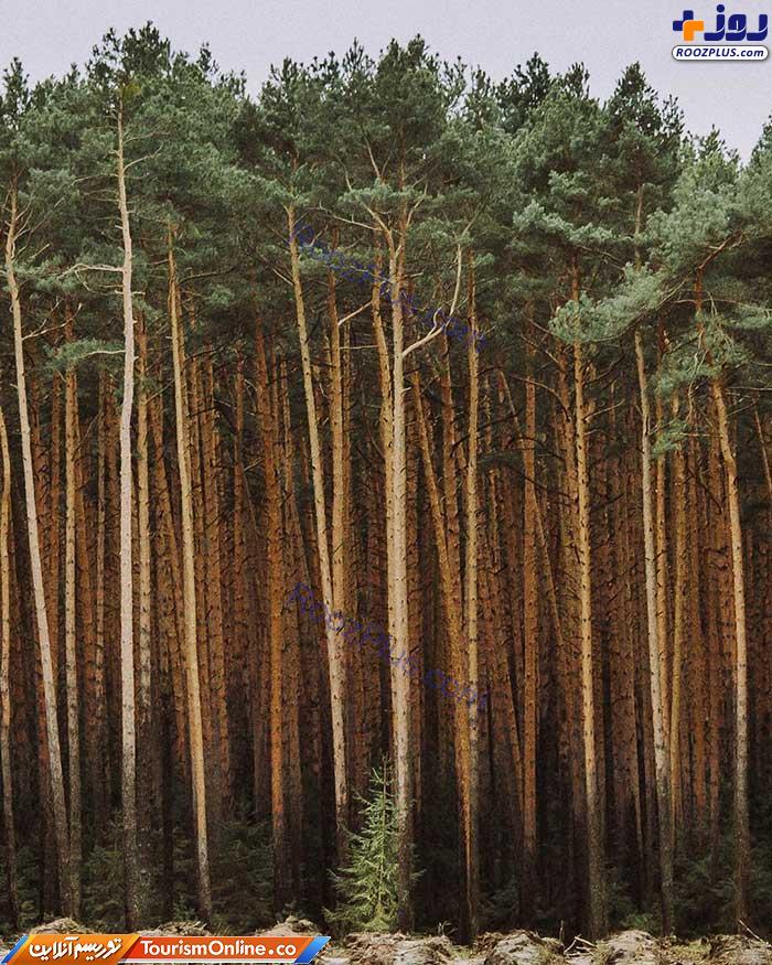 نیمه تاریک طبیعت در جنگل های لهستان +عکس