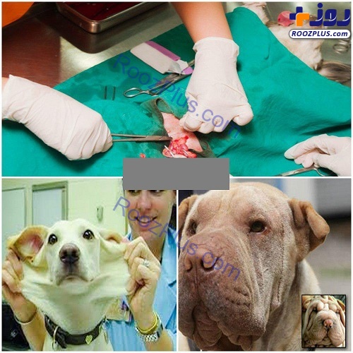 جراحی زیبایی حیوانات خانگی ! +عکس