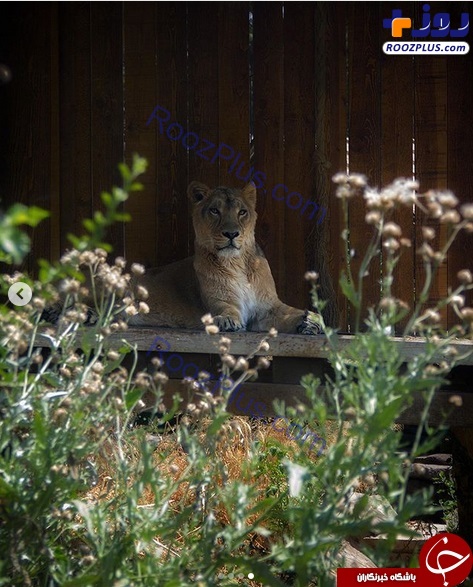 اولین تصاویر از «ایلدا» شیر آسیایی در باغ وحش تهران +عكس