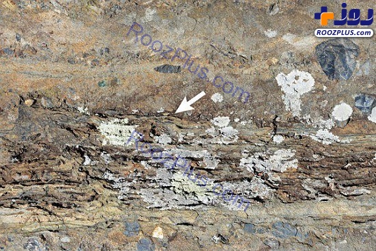 کشف فسیل دایناسورهای تریاس در آزادشهر/عکس
